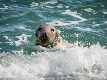 Wildlife in Northern Ireland