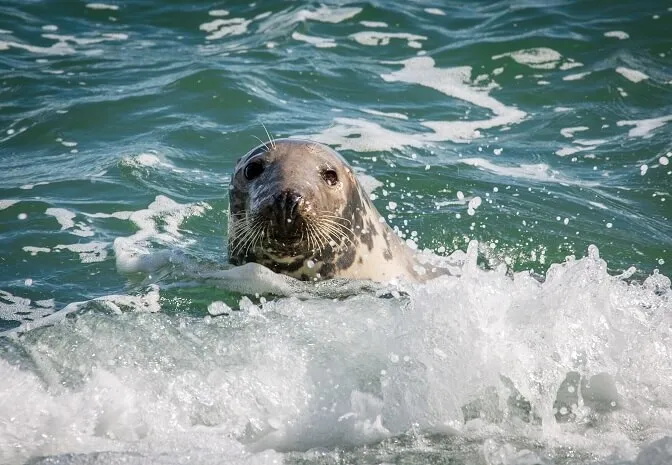 Wildlife in Northern Ireland