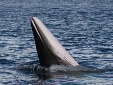 The Best Places to go Whale Watching in Ireland