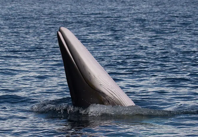 The Best Places to go Whale Watching in Ireland