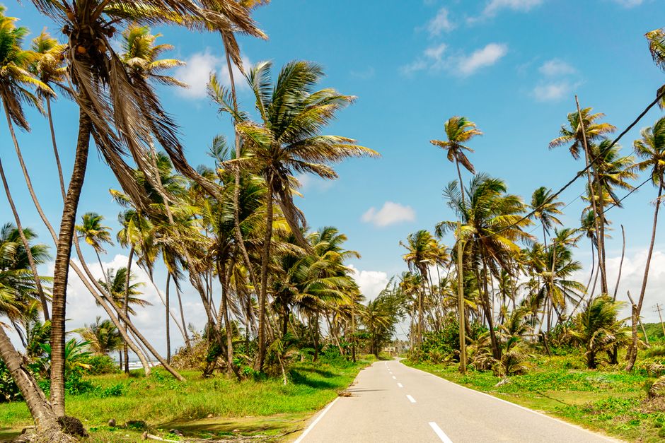 Scenic palm-lined road under clear blue skies in Mayaro, Trinidad.