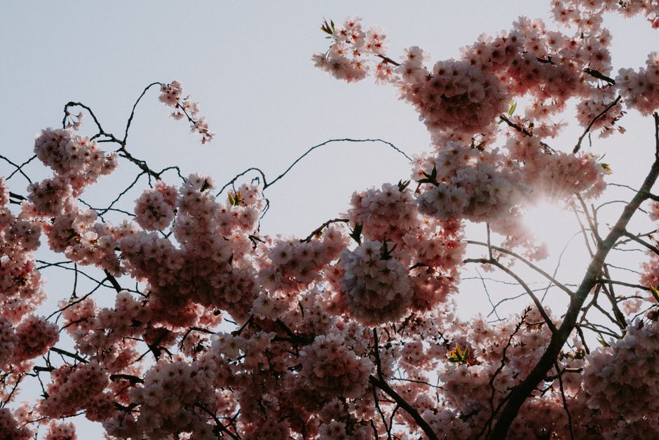 Beautiful cherry blossoms in full bloom with sunlight peeking through, symbolizing spring's arrival.