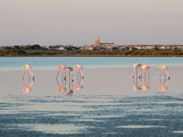 Birdwatching in France