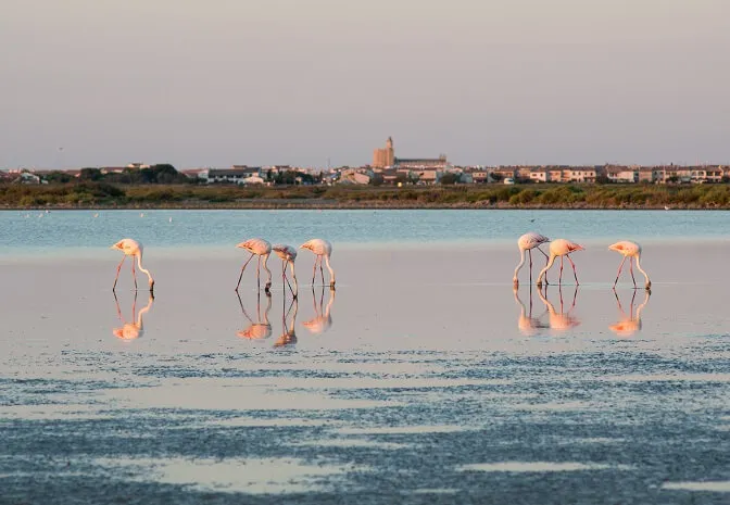 Birdwatching in France