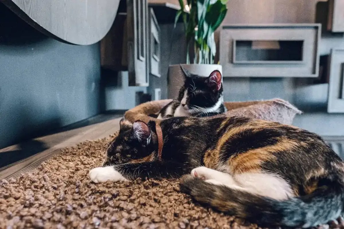 A quiet guest moment inside the cat cafe