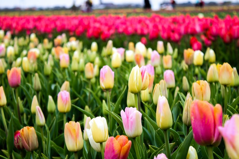 Colorful tulip fields during spring in Hillegom, Netherlands, showcasing natural beauty and vibrant blooms.