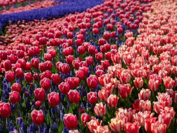 Keukenhof and Dutch Bulb Fields: A Practical Spring Plan